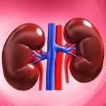 5 Foods That Prevent kidney Damage